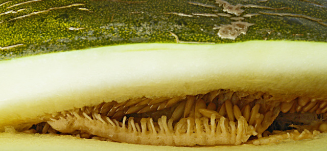 Przeciwcukrzycowy potencjał gorzkiego melona