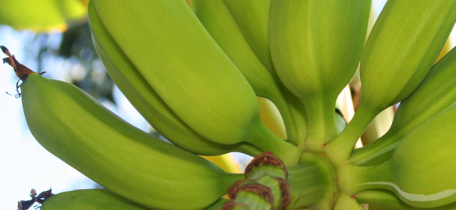 Diety okiem dietetyka: Dieta bananowa