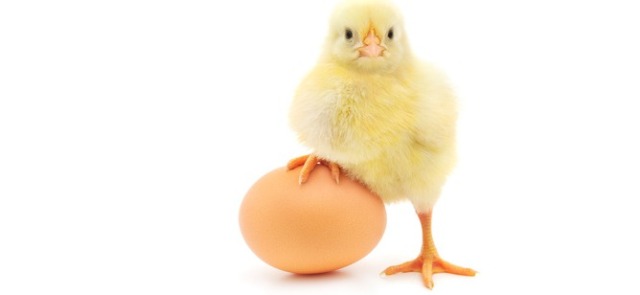 Alergia na jajka – kogo dotyczy, jak się objawia?