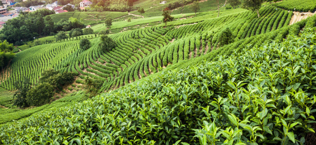 Jak parzyć herbatę by była aromatyczna i zdrowa?