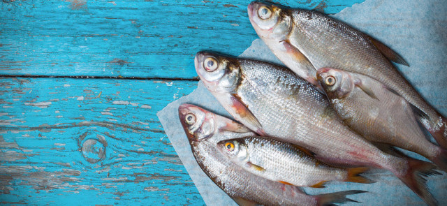 Czy ryba wpływa na wszystko?