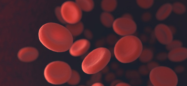 Krew - jakie pełni funkcje w organizmie?