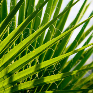 7 właściwości palmy sabałowej