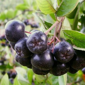 Aronia odchudza? Badania naukowe