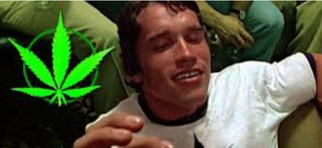 Marihuana stosowana u nastolatka czyni grubego dorosłego?