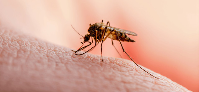 Dlaczego komary jednych gryzą bardziej, a drugich mniej?