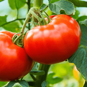 Dlaczego warto jeść pomidory?