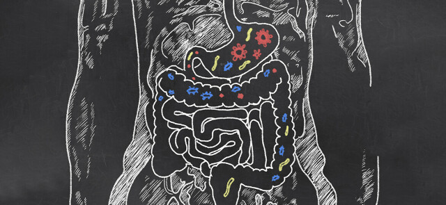 Mikrobiologia otyłości – czyli bakterie jelitowe a kompozycja sylwetki