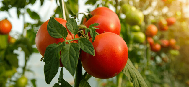 Czy pomidory są dobre dla każdego?