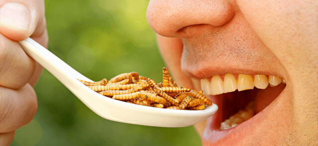 Owady i larwy źródłem białka w diecie