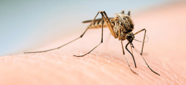 Co jeść, aby uniknąć ukąszeń komarów?