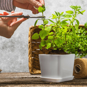 Jakie korzyści dają zioła? Czy warto włączyć je do diety?
