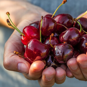 Wiśnie czy czereśnie — który owoc jest zdrowszy?