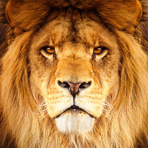 Dieta lwa — co warto o niej wiedzieć? Poznaj Lion Diet