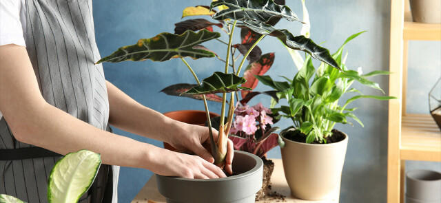 Jak poprawić jakość powietrza w domu?