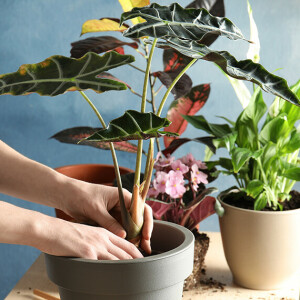 Jak poprawić jakość powietrza w domu?