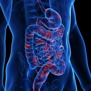 Bakterie jelitowe mogą przestawiać tłuszcz na tryb spalania